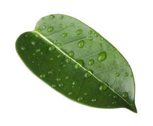 Photo of Green jasmine leaf with water drops isolated on white
