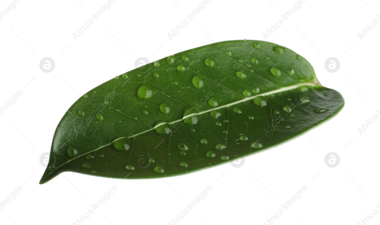 Green jasmine leaf with water drops isolated on white Photo of Green jasmine leaf with water drops isolated on white