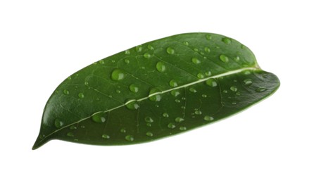 Photo of Green jasmine leaf with water drops isolated on white