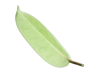 Photo of One green jasmine leaf isolated on white