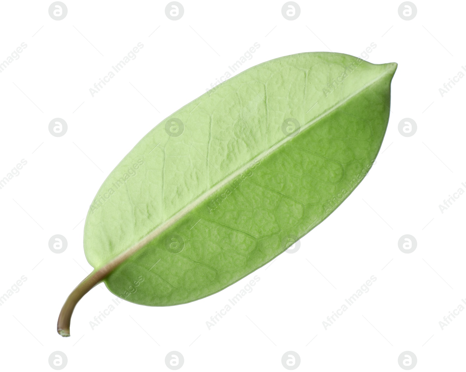 One green jasmine leaf isolated on white Photo of One green jasmine leaf isolated on white
