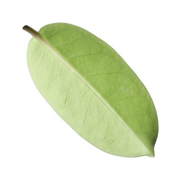 Photo of One green jasmine leaf isolated on white