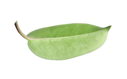 Photo of One green jasmine leaf isolated on white