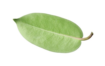 Photo of One green jasmine leaf isolated on white
