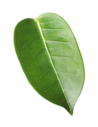 Photo of One green jasmine leaf isolated on white