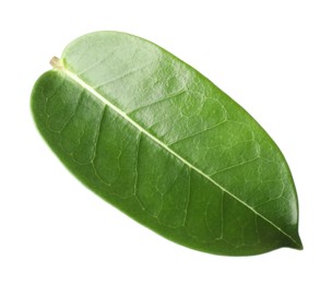 Photo of One green jasmine leaf isolated on white