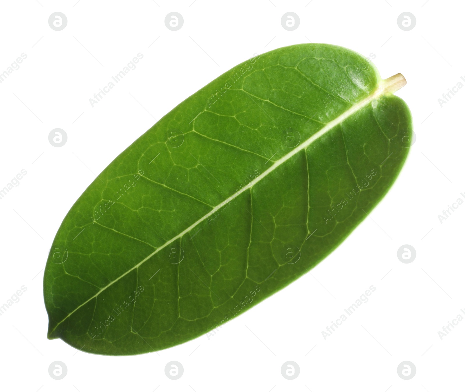 One green jasmine leaf isolated on white Photo of One green jasmine leaf isolated on white