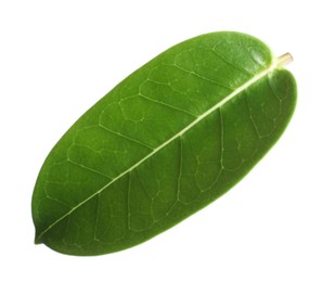 Photo of One green jasmine leaf isolated on white