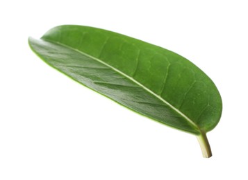Photo of One green jasmine leaf isolated on white