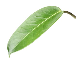 Photo of One green jasmine leaf isolated on white