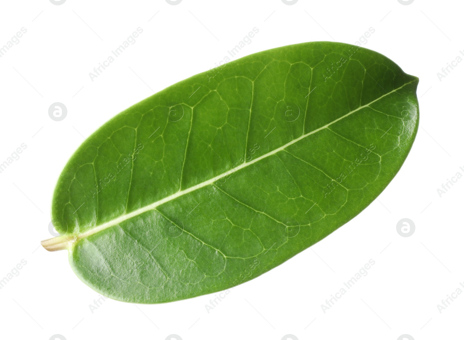 One green jasmine leaf isolated on white Photo of One green jasmine leaf isolated on white
