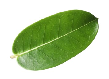 Photo of One green jasmine leaf isolated on white