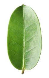 Photo of One green jasmine leaf isolated on white