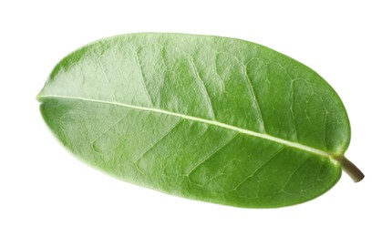 Photo of One green jasmine leaf isolated on white