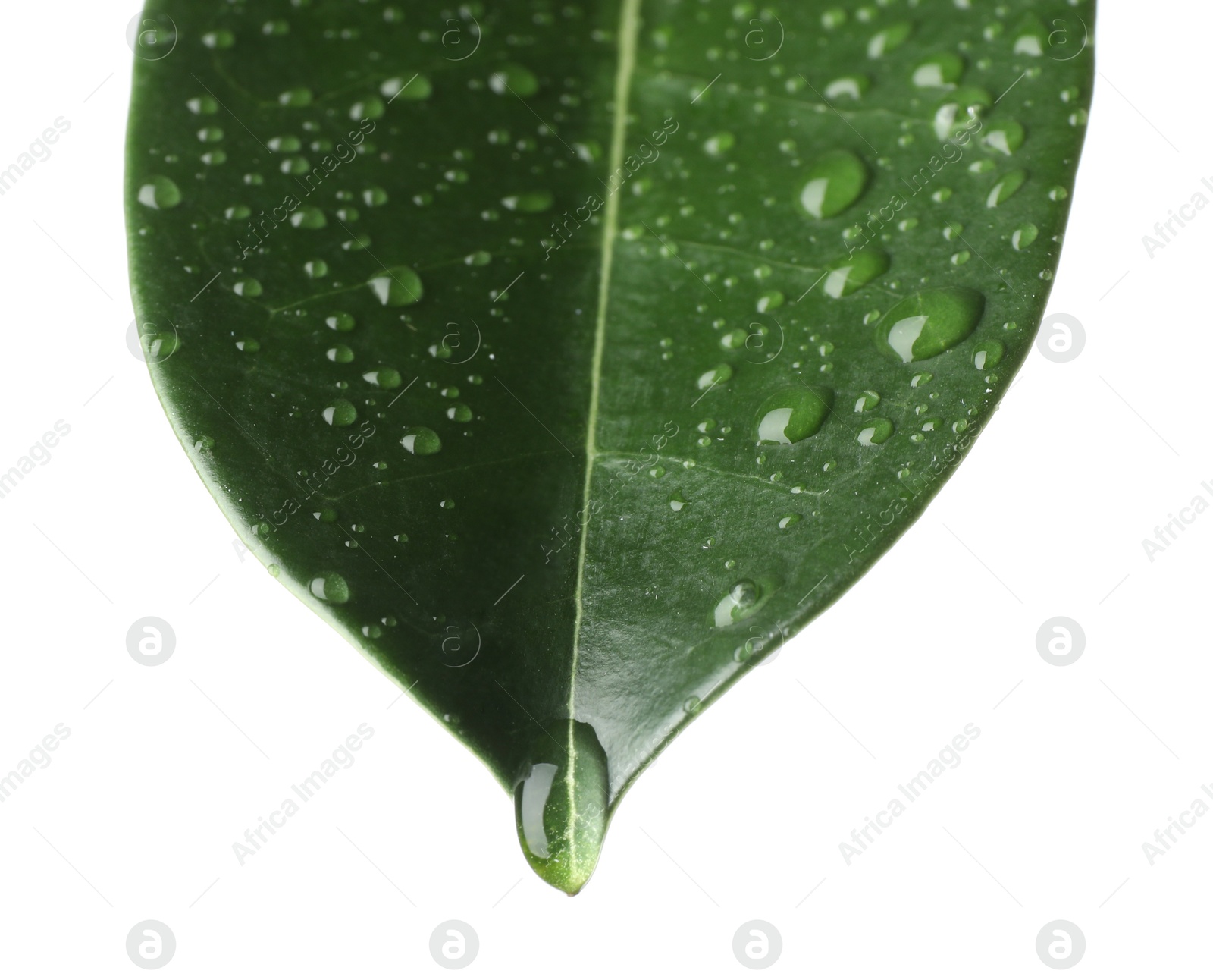 Green jasmine leaf with water drops isolated on white Photo of Green jasmine leaf with water drops isolated on white