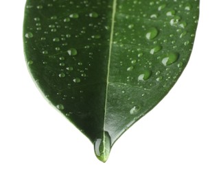 Photo of Green jasmine leaf with water drops isolated on white