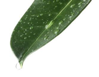 Photo of Green jasmine leaf with water drops isolated on white