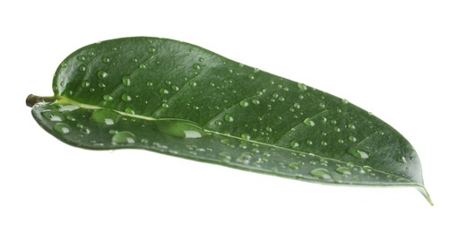 Photo of Green jasmine leaf with water drops isolated on white