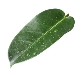 Photo of Green jasmine leaf with water drops isolated on white