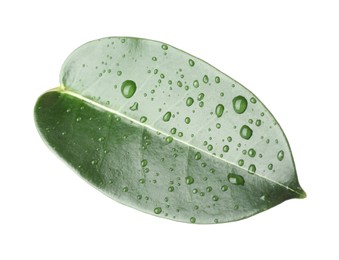 Photo of Green jasmine leaf with water drops isolated on white