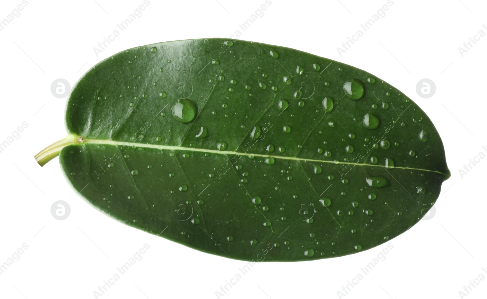 Green jasmine leaf with water drops isolated on white Photo of Green jasmine leaf with water drops isolated on white