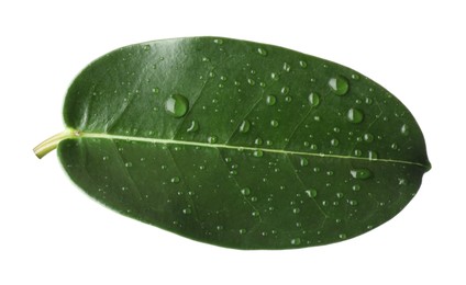Photo of Green jasmine leaf with water drops isolated on white