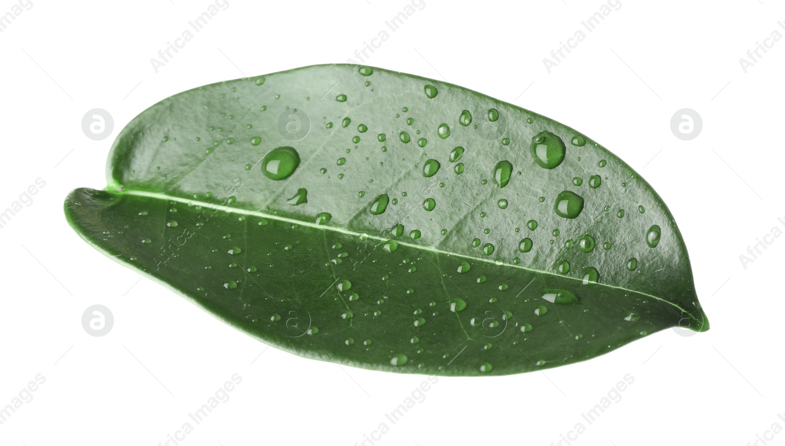 Green jasmine leaf with water drops isolated on white Photo of Green jasmine leaf with water drops isolated on white