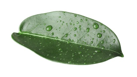 Photo of Green jasmine leaf with water drops isolated on white