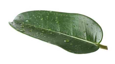 Photo of Green jasmine leaf with water drops isolated on white