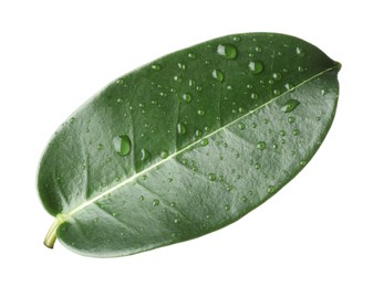 Photo of Green jasmine leaf with water drops isolated on white