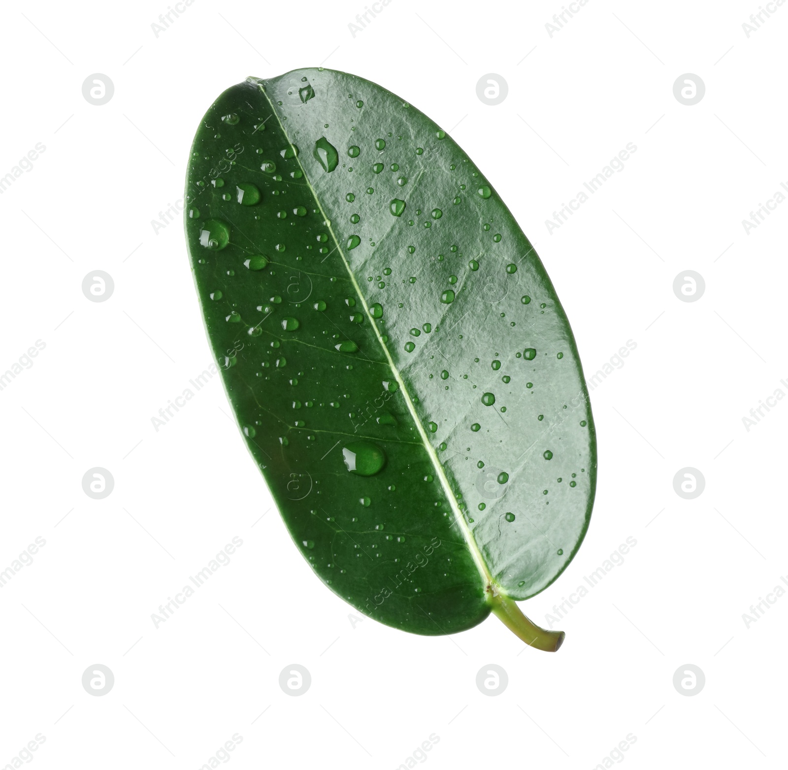 Green jasmine leaf with water drops isolated on white Photo of Green jasmine leaf with water drops isolated on white