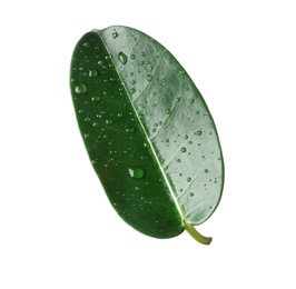 Photo of Green jasmine leaf with water drops isolated on white