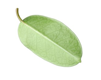 Photo of One green jasmine leaf isolated on white