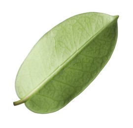 Photo of One green jasmine leaf isolated on white