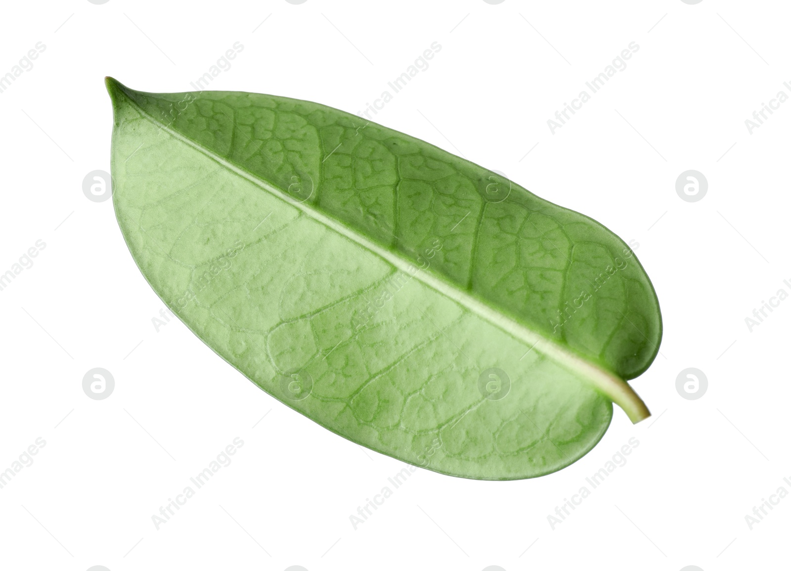 One green jasmine leaf isolated on white Photo of One green jasmine leaf isolated on white