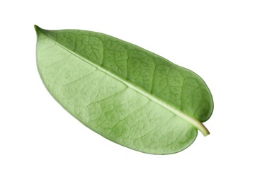 Photo of One green jasmine leaf isolated on white