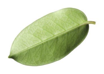 Photo of One green jasmine leaf isolated on white