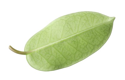 Photo of One green jasmine leaf isolated on white