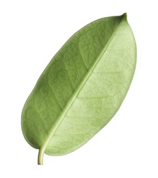 Photo of One green jasmine leaf isolated on white