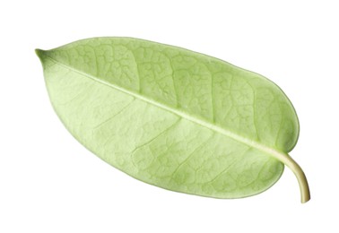 Photo of One green jasmine leaf isolated on white