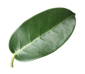 Photo of One green jasmine leaf isolated on white