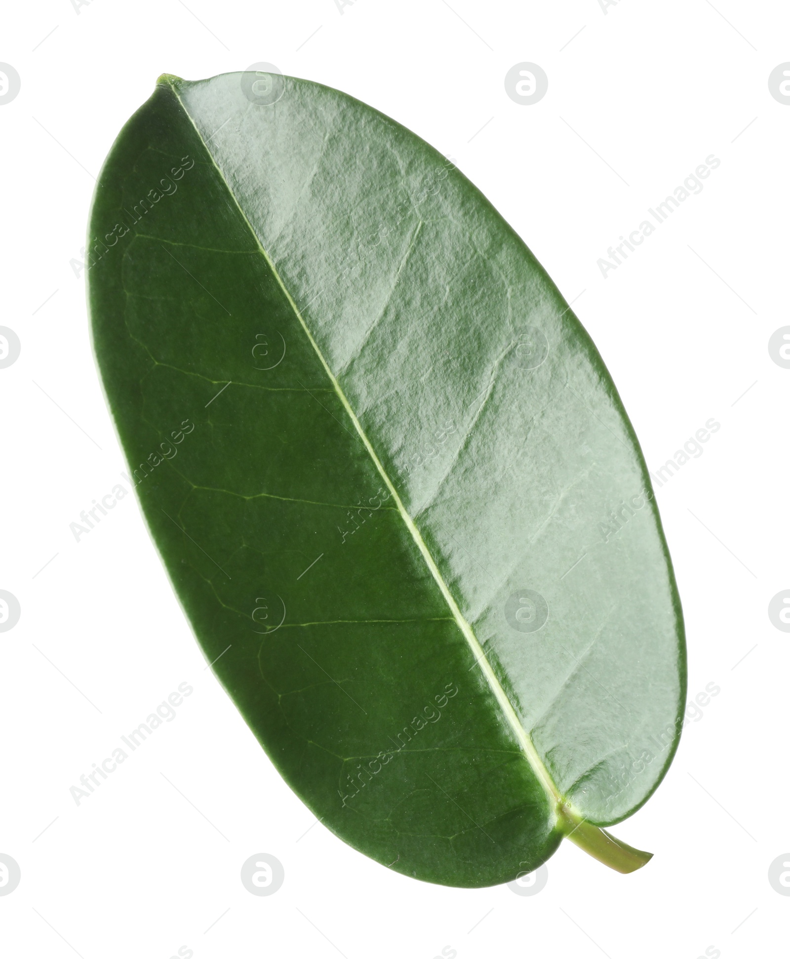 One green jasmine leaf isolated on white Photo of One green jasmine leaf isolated on white