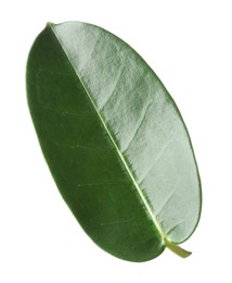 Photo of One green jasmine leaf isolated on white