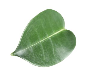 Photo of One green jasmine leaf isolated on white