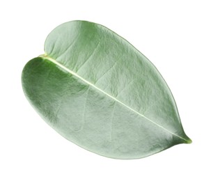 Photo of One green jasmine leaf isolated on white