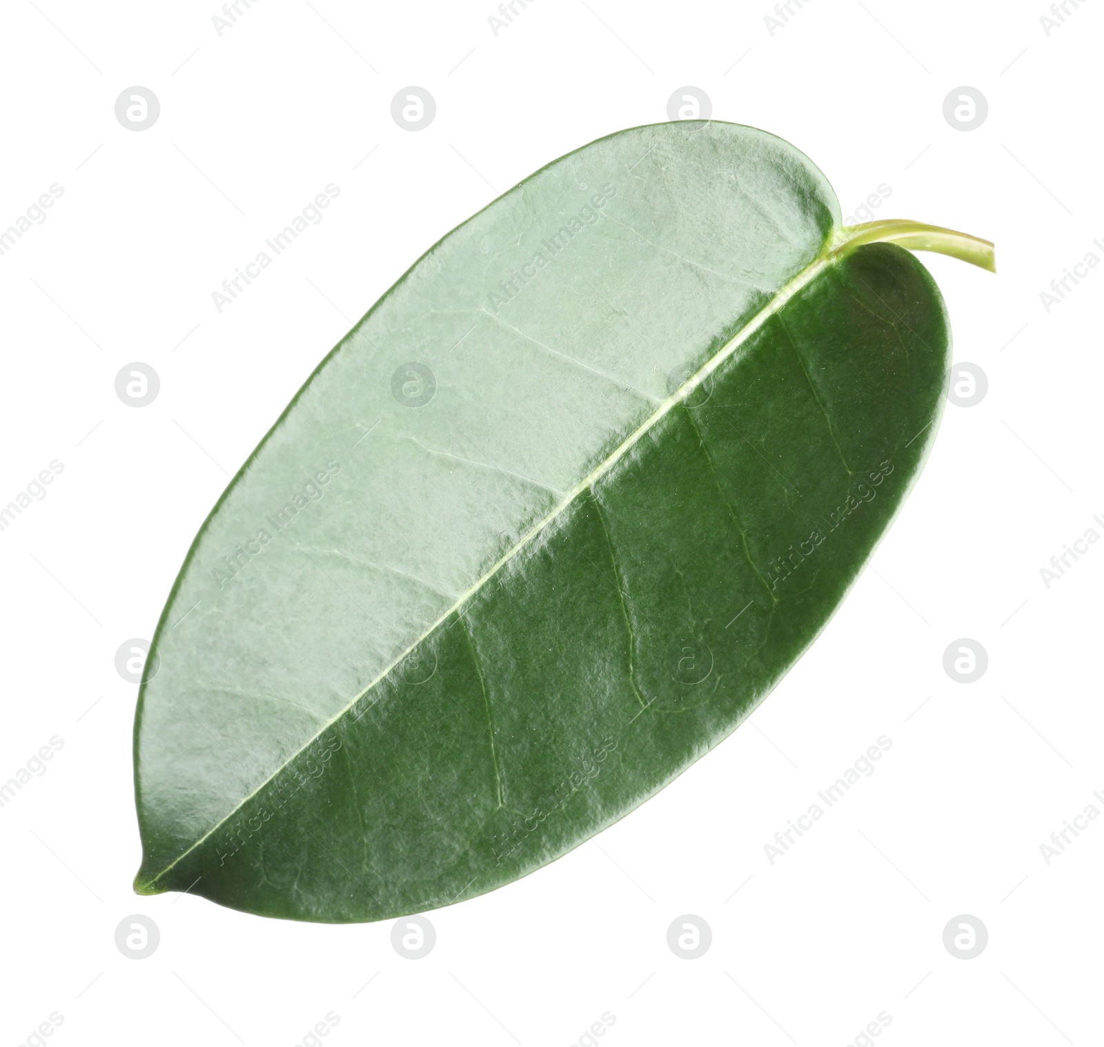 One green jasmine leaf isolated on white Photo of One green jasmine leaf isolated on white