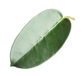 Photo of One green jasmine leaf isolated on white