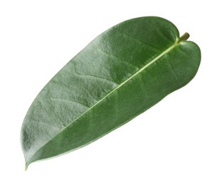 Photo of One green jasmine leaf isolated on white