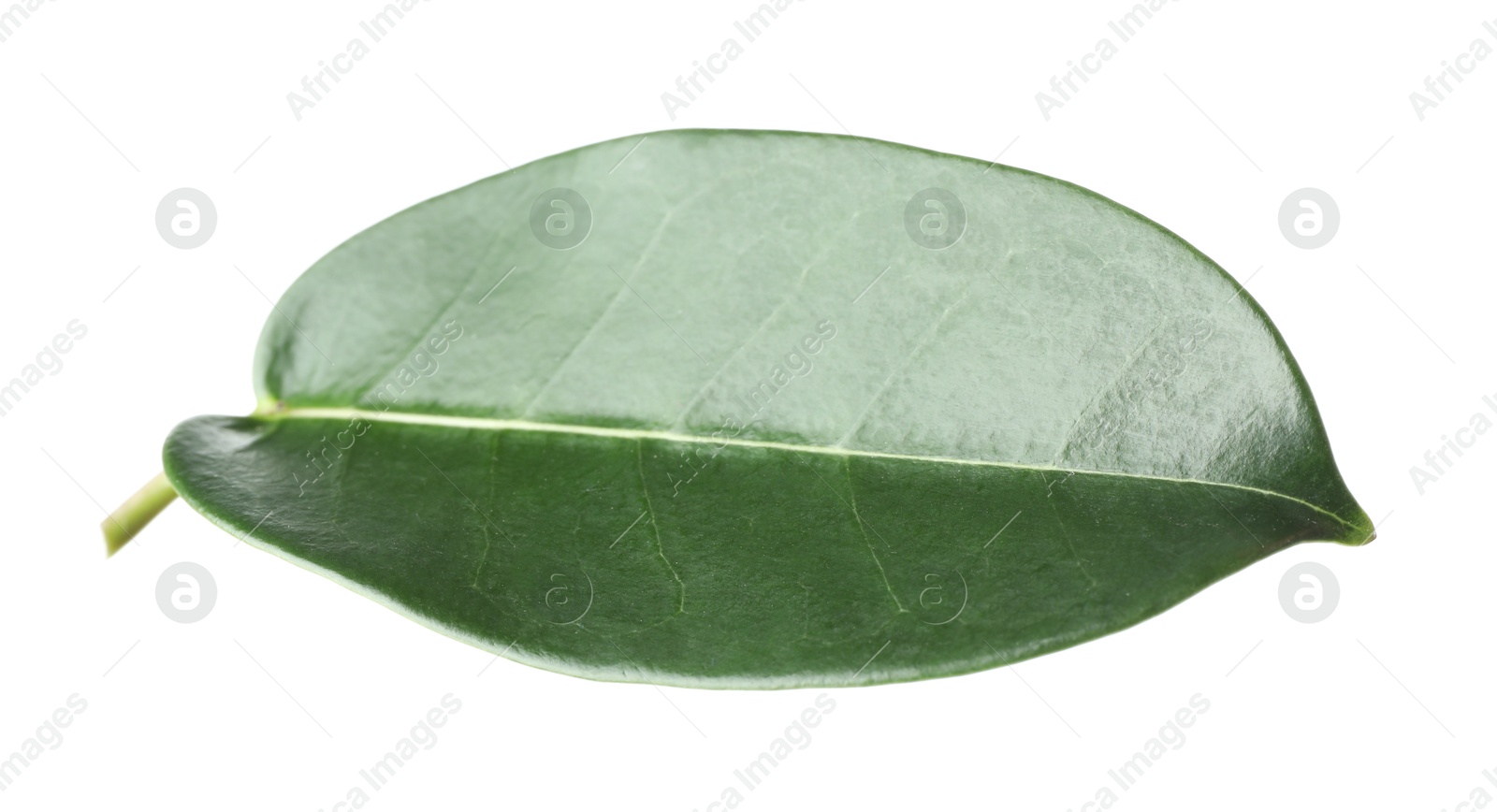 One green jasmine leaf isolated on white Photo of One green jasmine leaf isolated on white