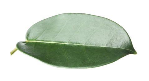 Photo of One green jasmine leaf isolated on white